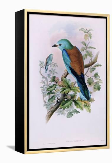 European Roller; Coracias Garrula, 1862-1873 (Hand-Finished Colour Lithograph)-John Gould-Framed Premier Image Canvas