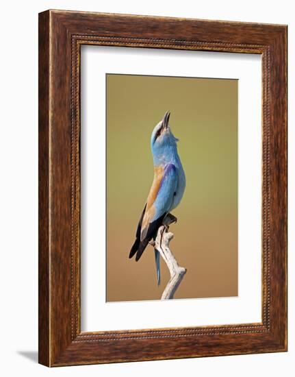 European Roller (Coracias Garrulus) Calling, Pusztaszer, Hungary, May 2008-Varesvuo-Framed Photographic Print