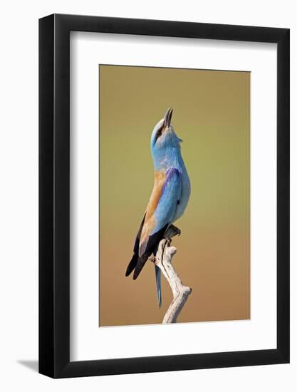 European Roller (Coracias Garrulus) Calling, Pusztaszer, Hungary, May 2008-Varesvuo-Framed Photographic Print