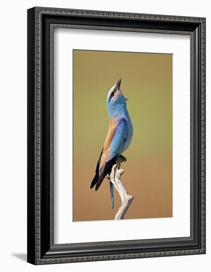 European Roller (Coracias Garrulus) Calling, Pusztaszer, Hungary, May 2008-Varesvuo-Framed Photographic Print