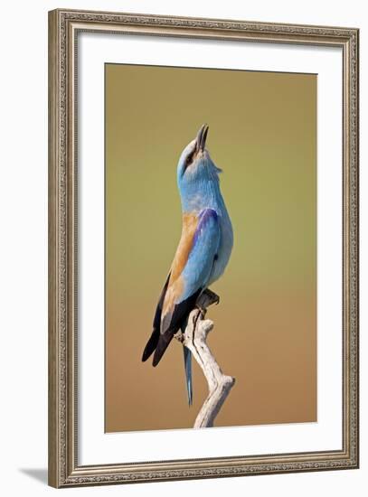 European Roller (Coracias Garrulus) Calling, Pusztaszer, Hungary, May 2008-Varesvuo-Framed Photographic Print