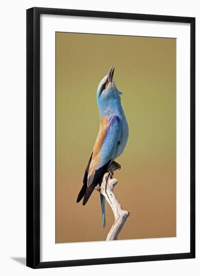 European Roller (Coracias Garrulus) Calling, Pusztaszer, Hungary, May 2008-Varesvuo-Framed Photographic Print