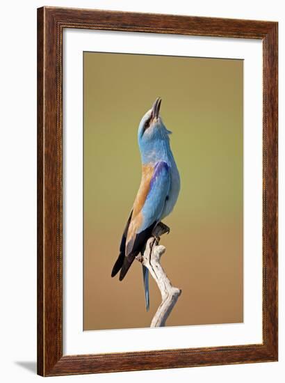 European Roller (Coracias Garrulus) Calling, Pusztaszer, Hungary, May 2008-Varesvuo-Framed Photographic Print