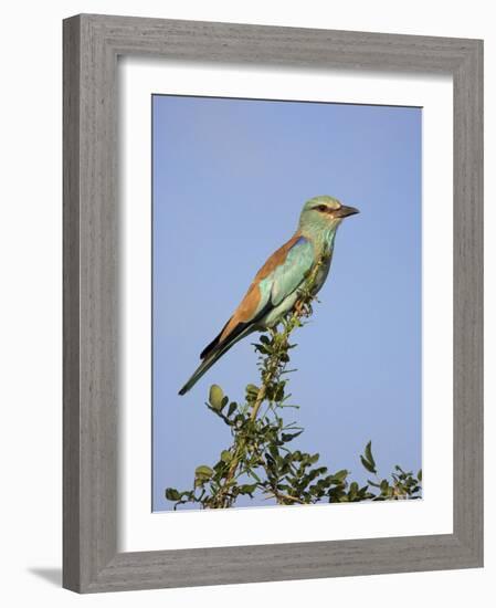 European Roller (Coracias Garrulus), Kruger National Park, South Africa, Africa-Ann & Steve Toon-Framed Photographic Print