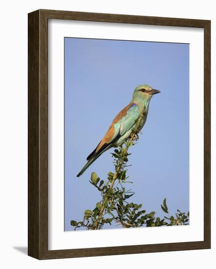 European Roller (Coracias Garrulus), Kruger National Park, South Africa, Africa-Ann & Steve Toon-Framed Photographic Print