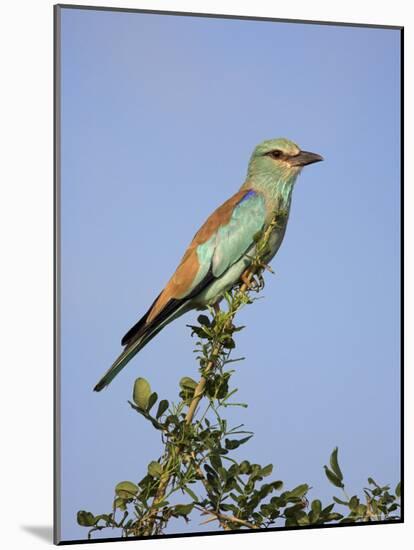 European Roller (Coracias Garrulus), Kruger National Park, South Africa, Africa-Ann & Steve Toon-Mounted Photographic Print