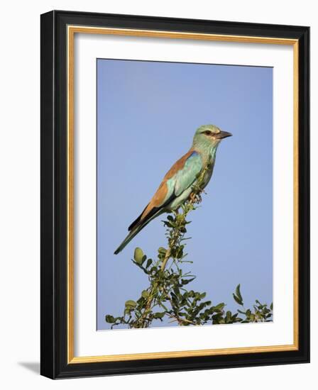 European Roller (Coracias Garrulus), Kruger National Park, South Africa, Africa-Ann & Steve Toon-Framed Photographic Print