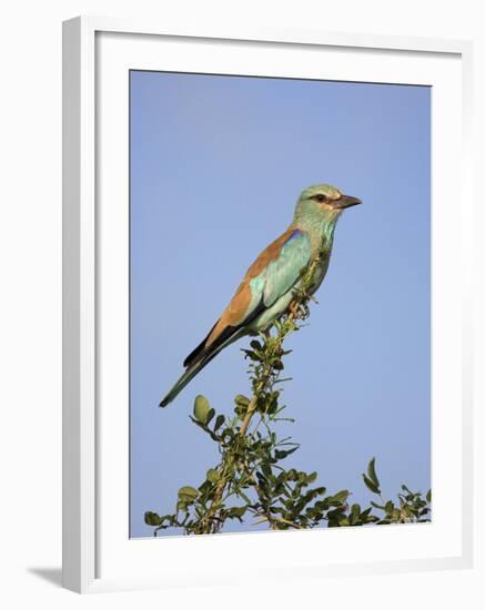 European Roller (Coracias Garrulus), Kruger National Park, South Africa, Africa-Ann & Steve Toon-Framed Photographic Print