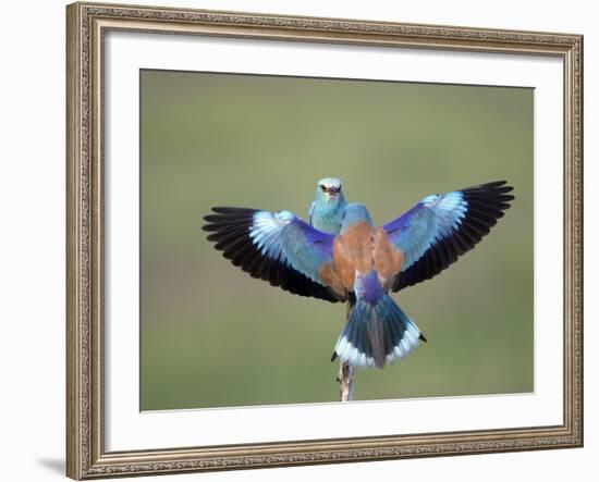 European Roller (Coracias Garrulus) Pair, Display, Pusztaszer, Hungary, May 2008-Varesvuo-Framed Photographic Print