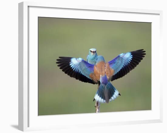 European Roller (Coracias Garrulus) Pair, Display, Pusztaszer, Hungary, May 2008-Varesvuo-Framed Photographic Print