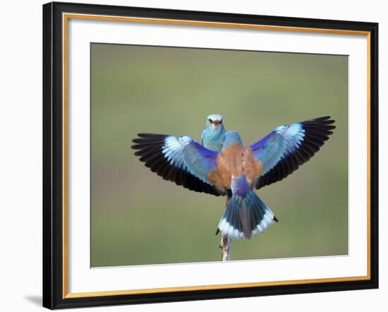 European Roller (Coracias Garrulus) Pair, Display, Pusztaszer, Hungary, May 2008-Varesvuo-Framed Photographic Print