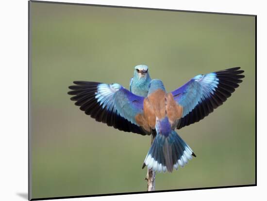 European Roller (Coracias Garrulus) Pair, Display, Pusztaszer, Hungary, May 2008-Varesvuo-Mounted Photographic Print