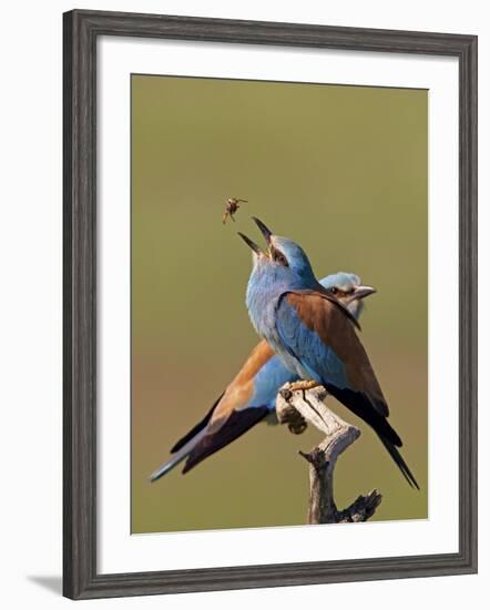 European Roller (Coracias Garrulus) Pair with Courtship Gift of Insect Prey, Pusztaszer, Hungary-Varesvuo-Framed Photographic Print