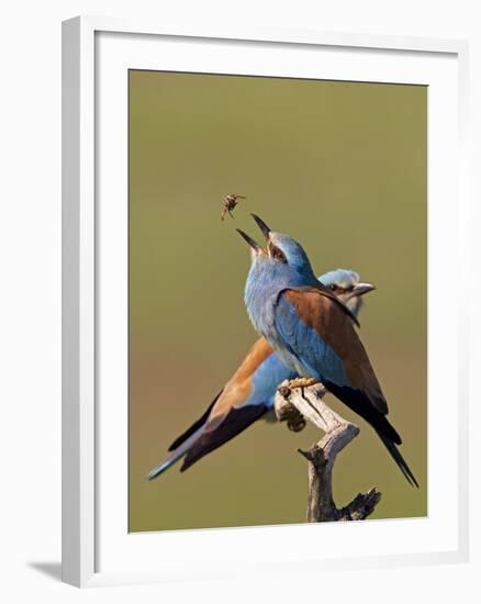 European Roller (Coracias Garrulus) Pair with Courtship Gift of Insect Prey, Pusztaszer, Hungary-Varesvuo-Framed Photographic Print