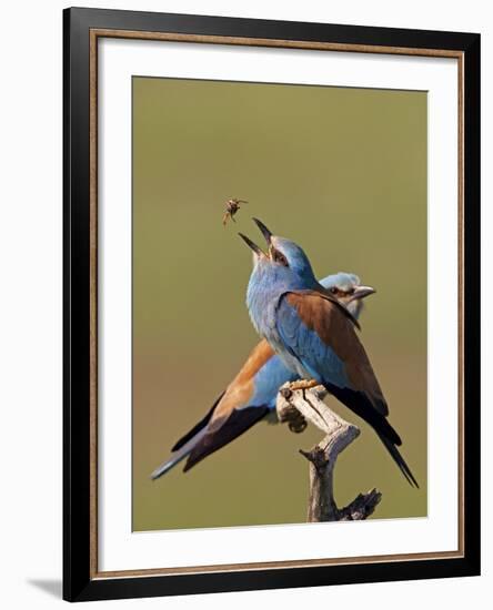 European Roller (Coracias Garrulus) Pair with Courtship Gift of Insect Prey, Pusztaszer, Hungary-Varesvuo-Framed Photographic Print