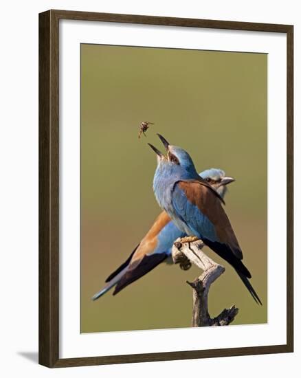 European Roller (Coracias Garrulus) Pair with Courtship Gift of Insect Prey, Pusztaszer, Hungary-Varesvuo-Framed Photographic Print