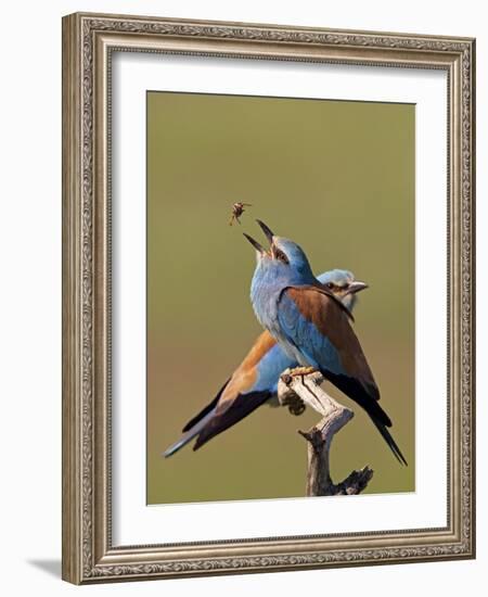 European Roller (Coracias Garrulus) Pair with Courtship Gift of Insect Prey, Pusztaszer, Hungary-Varesvuo-Framed Photographic Print