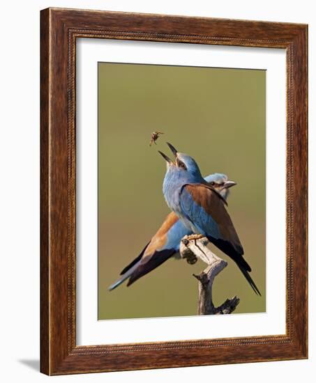 European Roller (Coracias Garrulus) Pair with Courtship Gift of Insect Prey, Pusztaszer, Hungary-Varesvuo-Framed Photographic Print