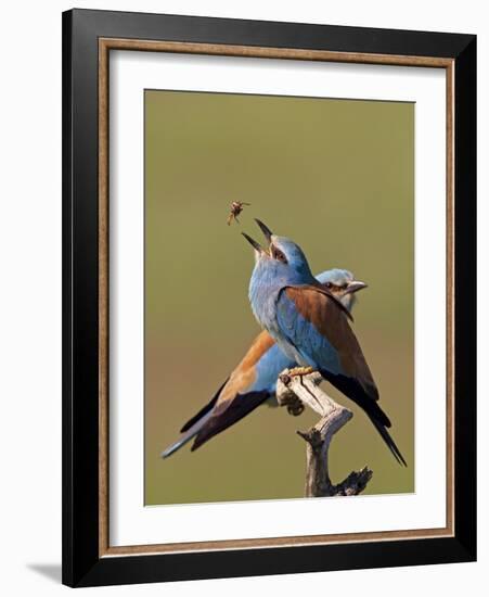 European Roller (Coracias Garrulus) Pair with Courtship Gift of Insect Prey, Pusztaszer, Hungary-Varesvuo-Framed Photographic Print