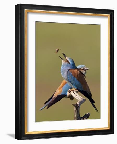 European Roller (Coracias Garrulus) Pair with Courtship Gift of Insect Prey, Pusztaszer, Hungary-Varesvuo-Framed Photographic Print