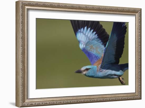 European Roller - Flight-Staffan Widstrand-Framed Giclee Print