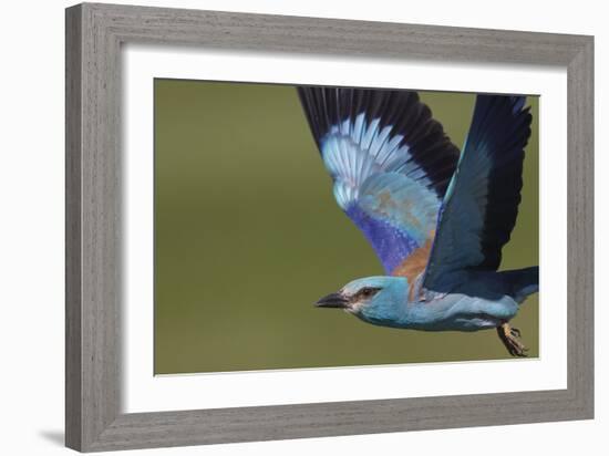 European Roller - Flight-Staffan Widstrand-Framed Giclee Print