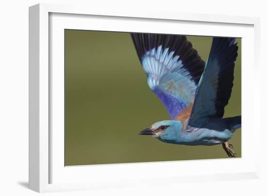 European Roller - Flight-Staffan Widstrand-Framed Giclee Print