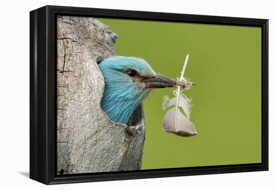 European roller peering out of nest with feather, Lake Csaj, Kiskunsagi National Park, Hungary-Bence Mate-Framed Premier Image Canvas