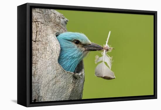 European roller peering out of nest with feather, Lake Csaj, Kiskunsagi National Park, Hungary-Bence Mate-Framed Premier Image Canvas