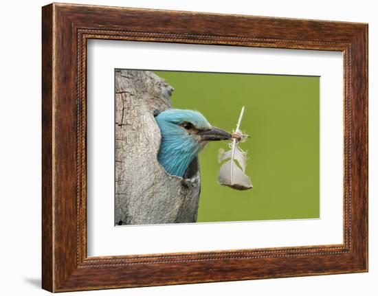 European roller peering out of nest with feather, Lake Csaj, Kiskunsagi National Park, Hungary-Bence Mate-Framed Photographic Print