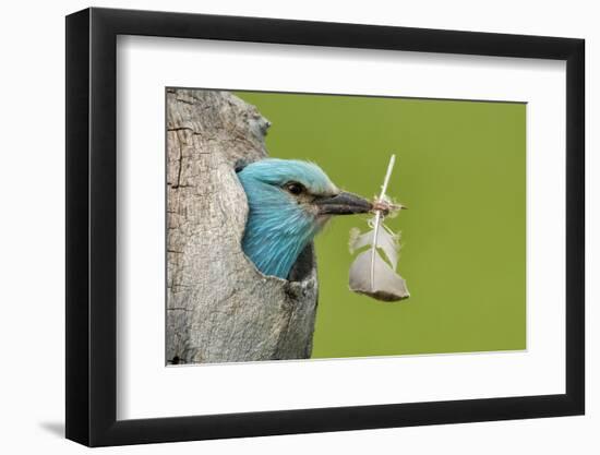 European roller peering out of nest with feather, Lake Csaj, Kiskunsagi National Park, Hungary-Bence Mate-Framed Photographic Print