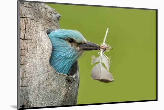 European roller peering out of nest with feather, Lake Csaj, Kiskunsagi National Park, Hungary-Bence Mate-Mounted Photographic Print