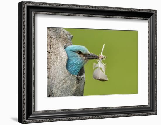 European roller peering out of nest with feather, Lake Csaj, Kiskunsagi National Park, Hungary-Bence Mate-Framed Photographic Print