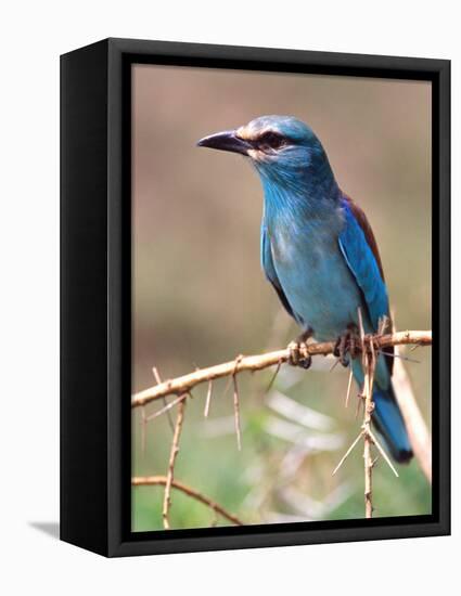 European Roller, Tanzania-David Northcott-Framed Premier Image Canvas