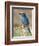 European Roller, Tanzania-David Northcott-Framed Photographic Print