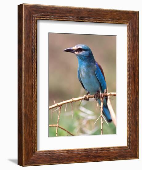 European Roller, Tanzania-David Northcott-Framed Photographic Print