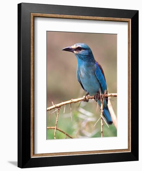 European Roller, Tanzania-David Northcott-Framed Photographic Print