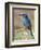 European Roller, Tanzania-David Northcott-Framed Photographic Print