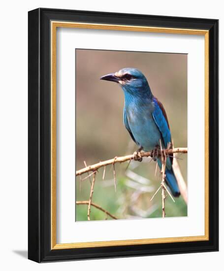 European Roller, Tanzania-David Northcott-Framed Photographic Print