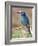 European Roller, Tanzania-David Northcott-Framed Photographic Print