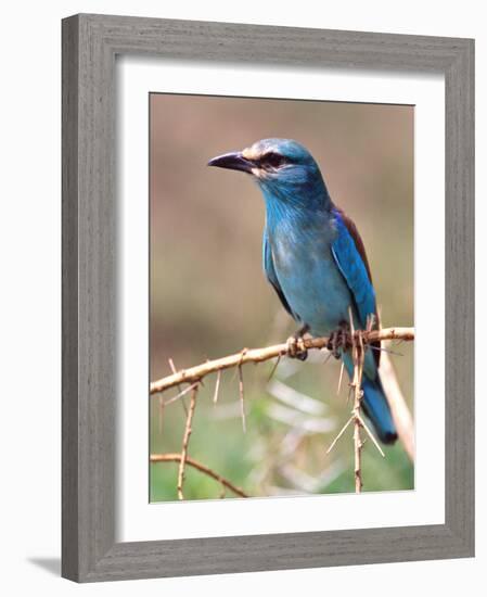 European Roller, Tanzania-David Northcott-Framed Photographic Print