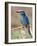 European Roller, Tanzania-David Northcott-Framed Photographic Print