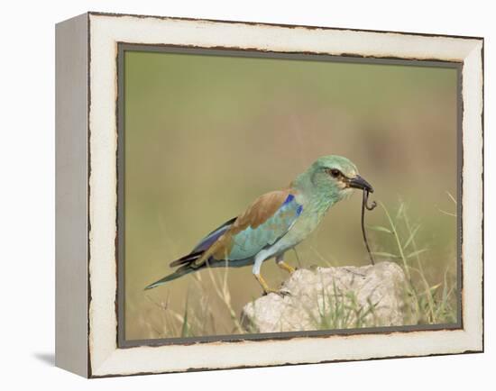 European Roller with a Worm, Serengeti National Park, Tanzania, East Africa-James Hager-Framed Premier Image Canvas