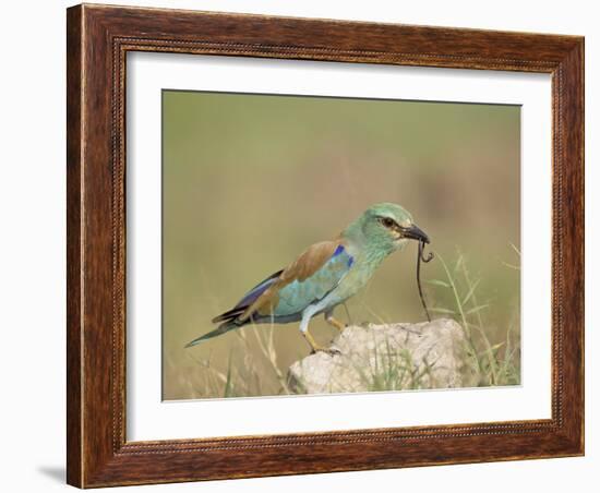 European Roller with a Worm, Serengeti National Park, Tanzania, East Africa-James Hager-Framed Photographic Print