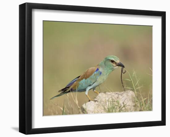 European Roller with a Worm, Serengeti National Park, Tanzania, East Africa-James Hager-Framed Photographic Print