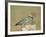 European Roller with a Worm, Serengeti National Park, Tanzania, East Africa-James Hager-Framed Photographic Print