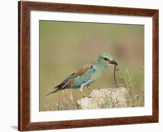 European Roller with a Worm, Serengeti National Park, Tanzania, East Africa-James Hager-Framed Photographic Print