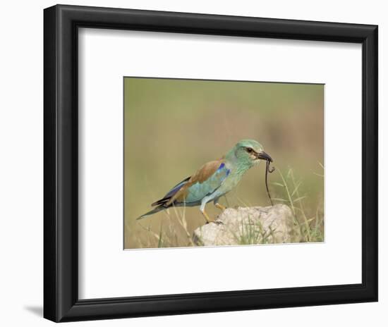 European Roller with a Worm, Serengeti National Park, Tanzania, East Africa-James Hager-Framed Photographic Print