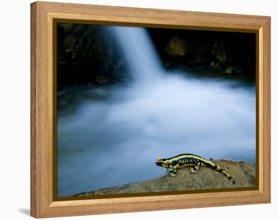 European Salamander on Rock in Stream, Pyrenees, Navarra Region, Spain-Inaki Relanzon-Framed Premier Image Canvas