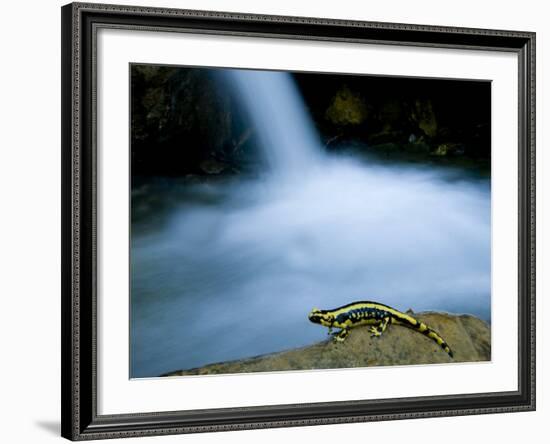 European Salamander on Rock in Stream, Pyrenees, Navarra Region, Spain-Inaki Relanzon-Framed Photographic Print